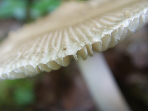 Collybia, Volvariella ?